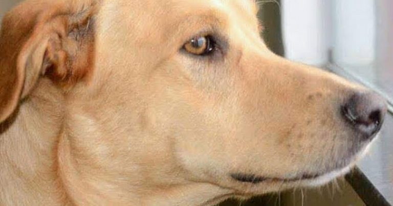 Billy 1 cachorro cão