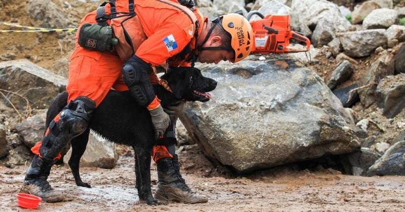 Cães de busca e resgate - Divulgação ACS CBMERJ