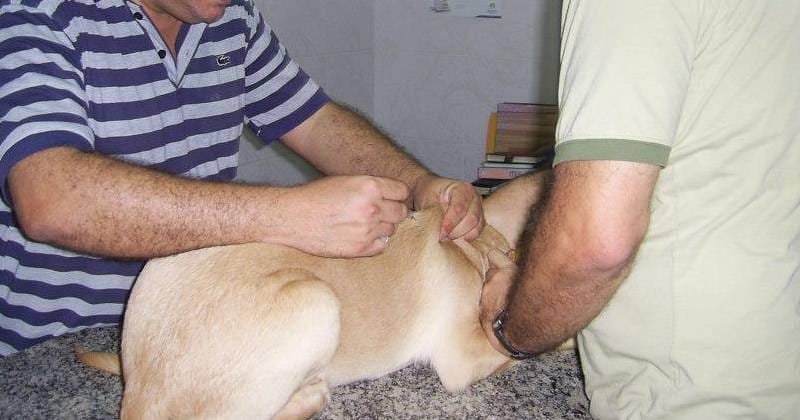 Cachorro no veterinário