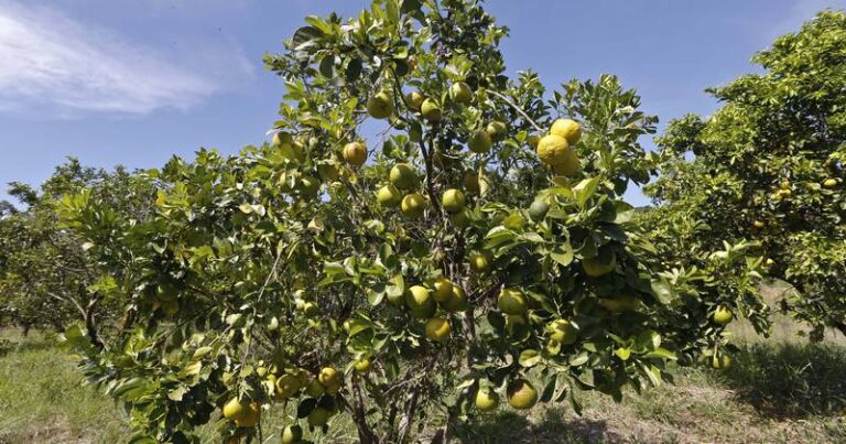 laranja citricultura laranjeira laranjas