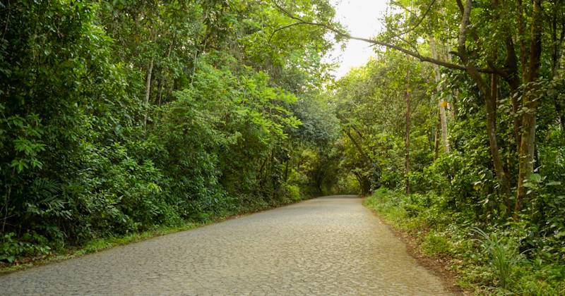 Caminho de árvores, em Pernambuco p