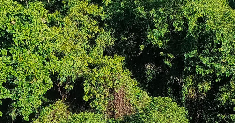 árvores natureza arvores floresta