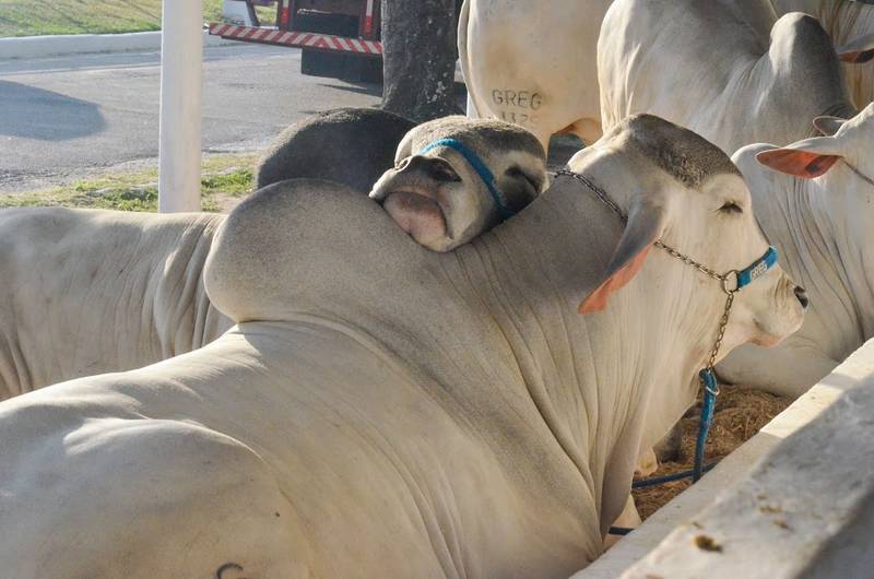 gado bois boi