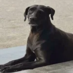 cachorro-cachorra-cão-cadela