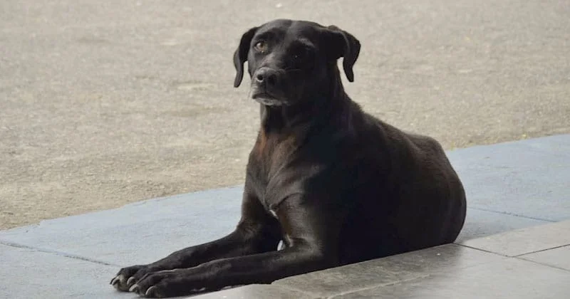 cachorro-cachorra-cão-cadela